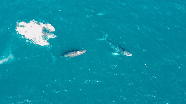 Whale Watching & Hidden Beach