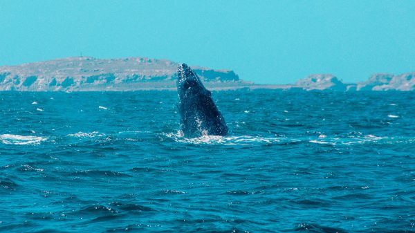 Whale Watching & Hidden Beach - Image 2