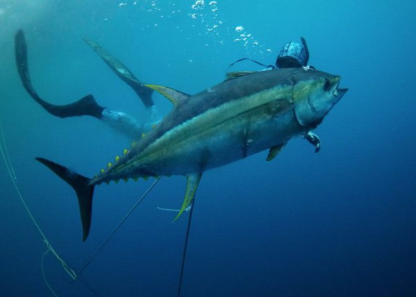 Riviera 45 Blue Water Hunting - Image 3
